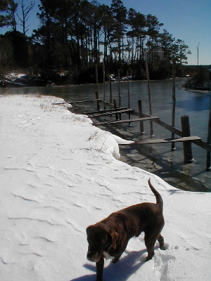 Casey in the Snow