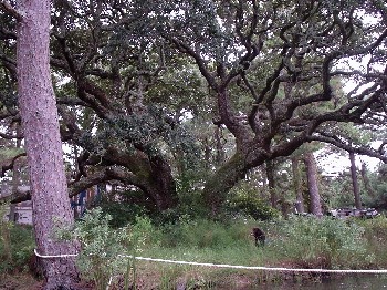 Another reason why boat builders love trees...