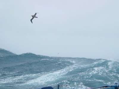 albatross.jpg (37K)
